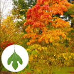 Set 2 Sassafras Seedlings Trees Live Plants, Dormant in Winter, Well-Rooted from 6 to 12 Inches Tall, 1 Year Old Tree, Cold Hardy, Sassafras Tree Live Plant