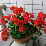 Live Geranium Plants, 3 Red Geranium Flower Plants, Gernanium Plant Live, 4 to 6 Inches Long, Geranium Live Plants, Geranium Starter Plant, 3 Red Flower Live Plants