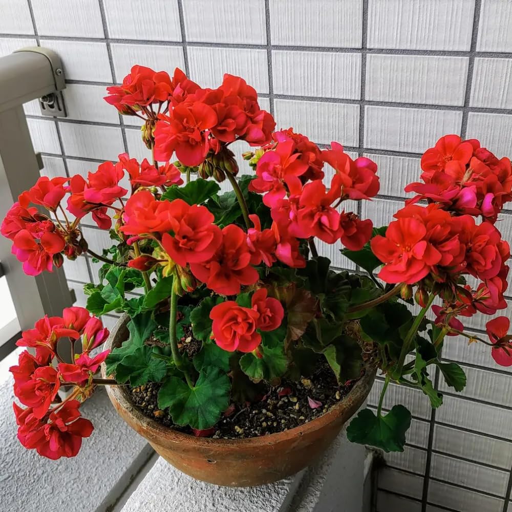 Live Geranium Plants, 3 Red Geranium Flower Plants, Gernanium Plant Live, 4 to 6 Inches Long, Geranium Live Plants, Geranium Starter Plant, 3 Red Flower Live Plants