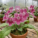 Cherry Ice Streptocarpus Lady Slipper Plants in 3.25 Inch Pot, Live Flowering Houseplant for Patio, Containers and Indoor Gardening