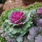 Red Cabbage Plant Live, Ornamental Cabbage Live Plant, 4 Inc Pot, Vegetable Garden