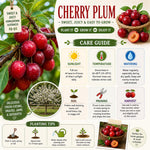 Cherry Plum Tree Live Plant, Plum Fruit Tree Plant, 2-3 Ft Tall