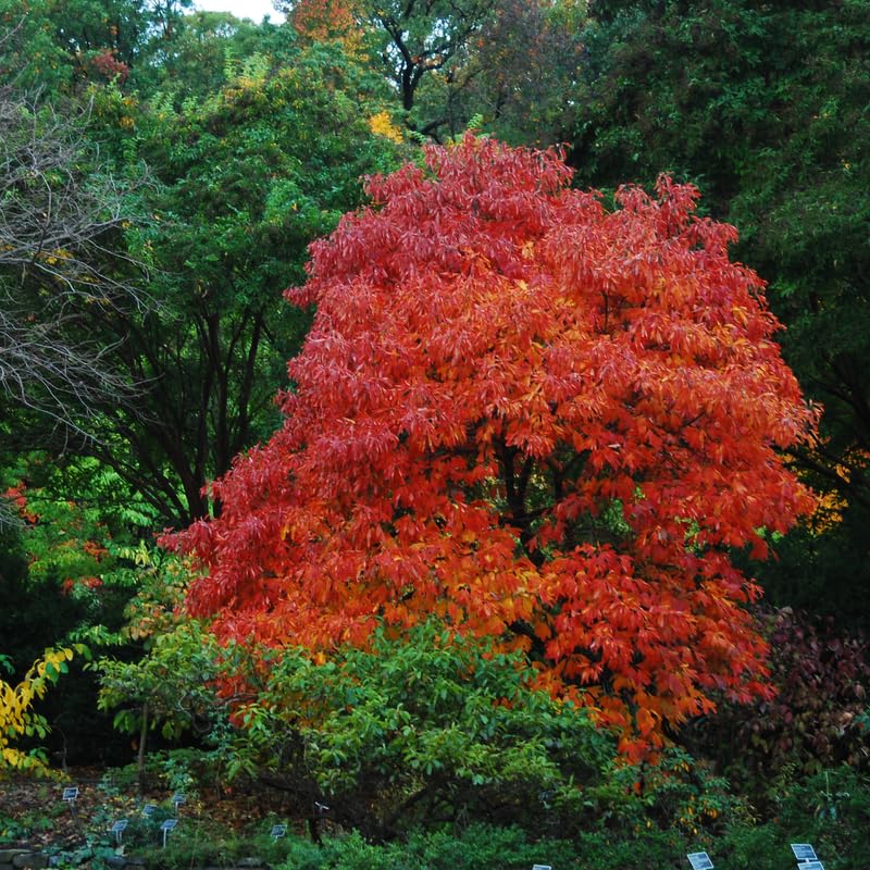 4 Sassafras Trees Live Plants No Pot, No CA, Dormant in Winter, 10 Months Old Tree for Outdoor Planting, Winter Hardy, 6-12"