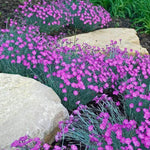 Set 4 Mixed Dwarf Dianthus Perennial Plants Live, Dianthus Live Plants for Outside Planting, Pink White Red Dianthus Color, Dianthus Flower Plant Live, Zones 3 to 9