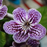 Grape Ice Streptocarpus Lady Slipper Plants in 3.25 Inch Pot, Live Flowering Houseplant for Patio, Containers and Indoor Gardening