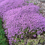 12000 Mix Creeping Thyme Seeds, Fragrant Creeping Thyme Seed, Groundcover Seeds for Planting Garden Paths, Rock Gardens and Landscape Borders