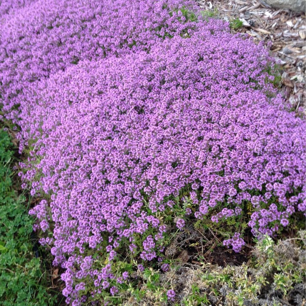 12000 Mix Creeping Thyme Seeds, Fragrant Creeping Thyme Seed, Groundcover Seeds for Planting Garden Paths, Rock Gardens and Landscape Borders