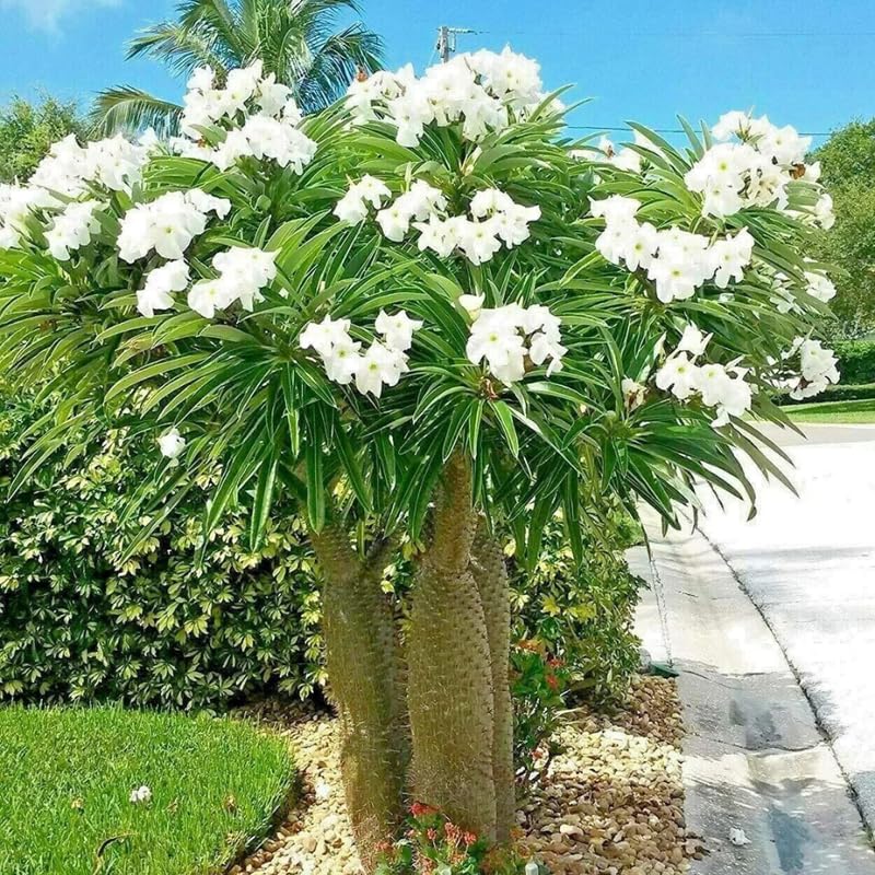Palm Tree Live Plant Indoor Outdoor, Rare Succulent Palm Houseplant for Indoor or Outdoor Growing, 1 Gallon Pot, Green Leaves White Flowers