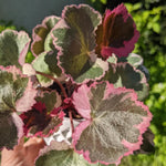 Variegated Strawberry Geranium Live Plant, Rare Saxifraga Tricolor Plant, Indoor Houseplant Starter