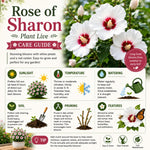 Red White Rose of Sharon Plant Live, Flowering Althea Plant, 6-12 Inch Tall