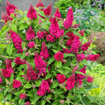 2 Butterfly Bush Live Plants, Raspberry Buddleia Shrubs, 5–9 Inch Tall, Fragrant Flowering Shrubs, No Pot