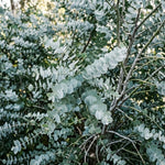 Eucalyptus Plant Live, Silver Eucalyptus Plant, 5-7 Inc Tall, Fragrant Foliage, Cold Hardy Tree for Indoor Outdoor Garden Growing