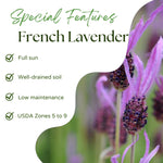 2 Lavender Plants Live Indoor Outdoor, Hardy Perennial Lavender, 4 to 7 Inc Tall