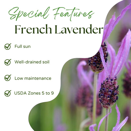 2 Lavender Plants Live Indoor Outdoor, Hardy Perennial Lavender, 4 to 7 Inc Tall