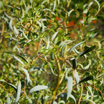 2 Willow Tree Seedlings 6-12'' Tall, Dormant, Bare Roots, Hardy Ornamental Tree for Garden Planting (Rare Willow Bare Roots)