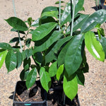 Soursop Plant Live, Guanabana Soursop Tree Live Plant, 6-10 Inches Tall in Pot, Tropical Fruit Plant