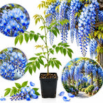 Blue Wisteria Live Plant, 6-12 Inch Tall, 2.5 Inch Pot