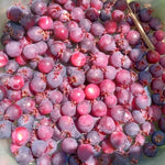 Serviceberry Live Plant, Ornamental Flowering Shrub, 1-2 Feet Tall