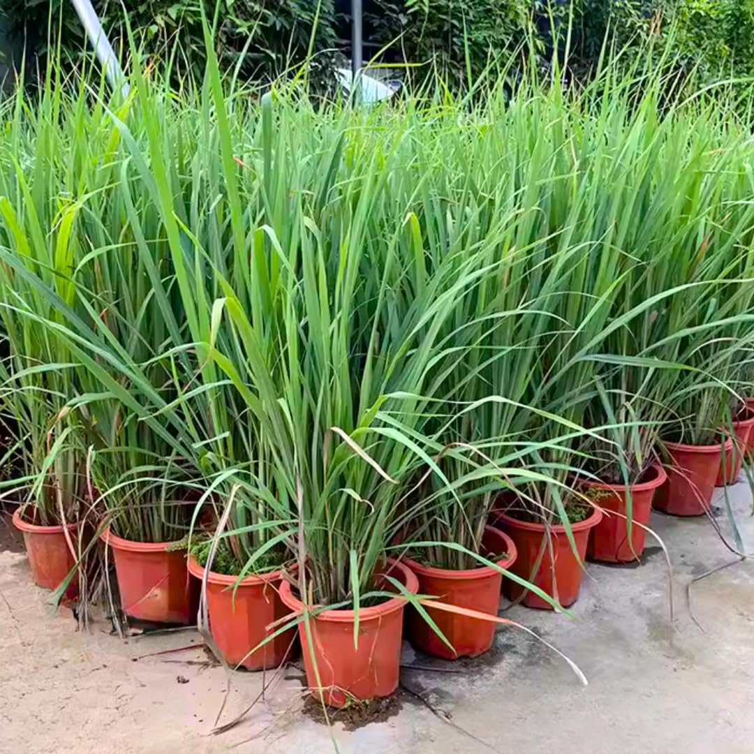 Set 8 Big Lemon Grass Live Plants, Fully Rooted Bare Root Lemongrass Plants Live for Planting, Fresh Rooted Lemongrass Stalks