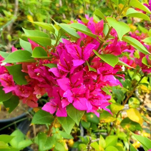 2 Bougainvillea Live Plants, Tropical Bougainvillea Flowering Vine, Fast Growing Outdoor and Container Plant, 4-8'' Tall (Hot Pink Blooms)