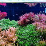 Aquarium Water Grass Seeds, 100 Aquarium Plant Seeds, Water Grass Ground Covering Plant Seed, Grass Seed for Ground Covering