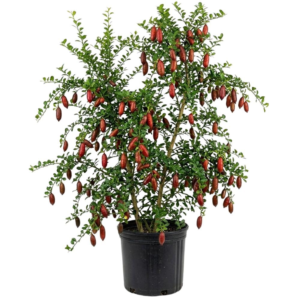 Red Finger Lime Tree Live, 1-2ft Tall, Citrus Plant 1 Gallon Pot, Finger Lime Citrus Tree, Well Rooted Fruit Plant