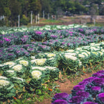 White Cabbage Plant Live, Ornamental Cabbage Live Plant, 4 Inc Pot, Vegetable Garden