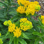 2 Butterfly Milkweed Plants Live, Asclepias Tuberosa Tropical Milkweed Flowers for Butterfly Garden, 4-9" Tall Perennials, No Pot Included (Yellow Milkweed)