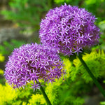 5 Large Purple Allium Bulbs, Ornamental Onion Flower Bulbs for Planting - Spring Blooming Purple Allium Flowers for Garden Beds and Borders