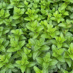 Strawberry Mint Plant Live in 4'' Pot, Mint Herb Plants for Culinary and Garden Growing, Perennial Herbs