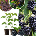Set 2 BlackBerry Plants Live, BlackBerry Bush Live Plant for Planting, Thornless Blackberries Tree for Outdoor, 5 to 8 Inch Tall (Triple Crown BlackBerry)