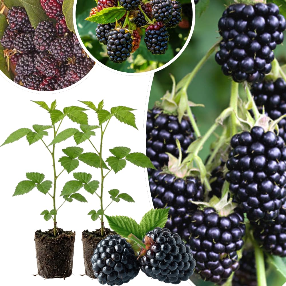 Set 2 BlackBerry Plants Live, BlackBerry Bush Live Plant for Planting, Thornless Blackberries Tree for Outdoor, 5 to 8 Inch Tall (Triple Crown BlackBerry)