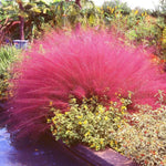 Clump 5-9" Muhly Grass Live Plant for Spring Planting, Ornamental Grass, Perennial Grasses Fast-Growing, Vibrant Color (Ruby)