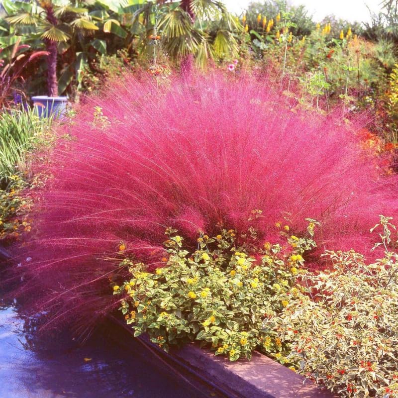 Clump 5-9" Muhly Grass Live Plant for Spring Planting, Ornamental Grass, Perennial Grasses Fast-Growing, Vibrant Color (Ruby)