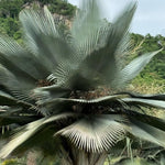 Live Palm Tree Plant in 3 Gallon Pot, No CA, Large Fully Rooted Size, Ready to Plant for Home Décor Indoor Outdoor Landscape, Rare Palm Trees, Giant Palm