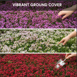 1000+ Creeping Thyme Seeds, Mix Color Creeping Thyme Seeds Ground Cover, Vibrant Blooms Garden Seed Heirloom, Perennial Flowers for Rock Gardens
