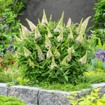 Pack 2 Butterfly Bushes Live Plant, Fragrant Buddleia Bush Shrub, 4 to 9 Inch Tall (White Blooms)