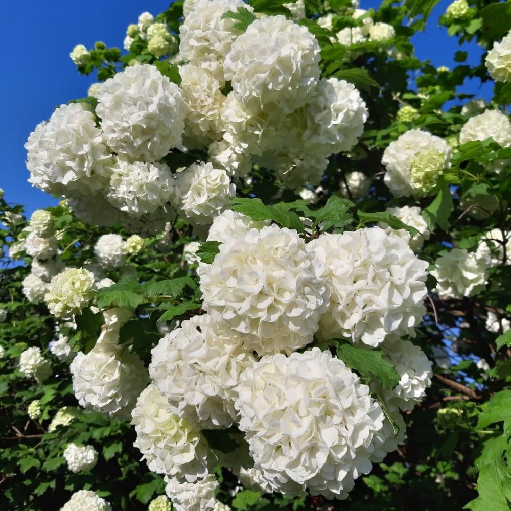 2 Japanese Snowball Viburnum Plants Live Bare Roots 1-2 Feet Tall, Dormant Hardy White Viburnum Bush for Outdoor Garden Planting