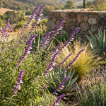 3 Light Purple Salvia Sage Plants 4–7" Tall, Perennial Live Flowering Garden Plants for Outdoor Growing, Vibrant Salvia Plant Starter