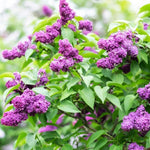 Common Lilac Tree Live Plant for Outdoor Spring Planting, 1 Year Old Tree 6-12" Tall in Quart Pot, Purple Lilac Trees