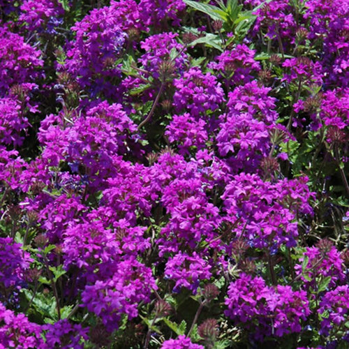 Pack 4 Purple Perennial Verbena Plants, Purple Verbena Live Plants, Verbena Plants Live for Planting, Purple Verbena Plants in Zones 7 to 11