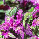 Set 2 Gynura Purple Passion Plants 4-8'' Tall, Royal Velvet Plant, Purple Indoor Plant for Home Décor, No Pot