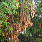 Sour Tamarind Tree Live Plant, 2-3 Feet Tall in 1 Gallon Pot, Tropical Fruit Tree