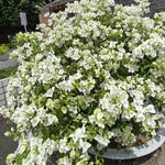 3 Bougainvillea Vine Plants, Bougainvillea Plants Live for Outdoor Landscaping and Containers, 4-7 Inch Tall Well-Rooted, No Pot (Variegated White Bougainvillea)