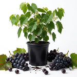 Black Muscadine Grape Vine Live Plant, 8-12 Inch Tall, 4 Inch Pot