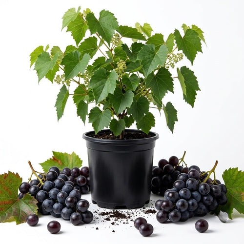 Black Muscadine Grape Vine Live Plant, 8-12 Inch Tall, 4 Inch Pot