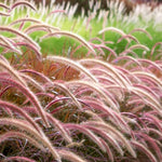 2 Clumps 5-9" Fountain Grass Live Plant for Spring Planting, Ornamental Grass, Perennial Grasses Fast-Growing, Vibrant Color (Purple)