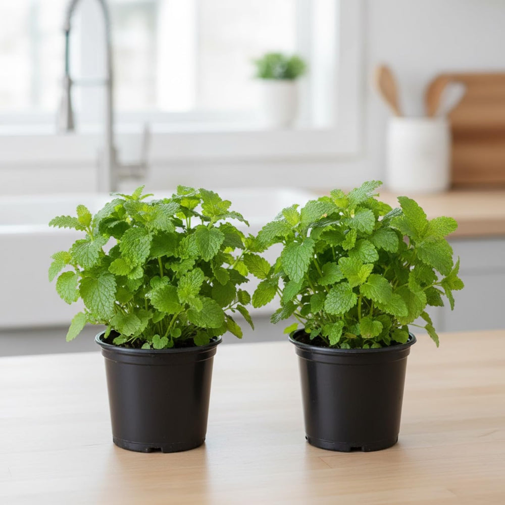 Set of 2 Lemon Balm Plants Live 4-6 Inches, Well Rooted Herbs Plants, Easy Grow, Outdoor and Container Planting
