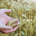 5 Lb Rye Cover Crop Seeds for Planting Lawn, Cover Crop Seeds, Garden Grass Seed, Easy to Plant Outdoor