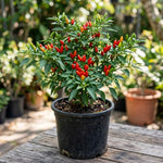 Set of 100 Seeds Pequin Chili Pepper, Red Peppers Vegetable Seed, Pequin Pepper Plant for Indoor Outdoor Gardening